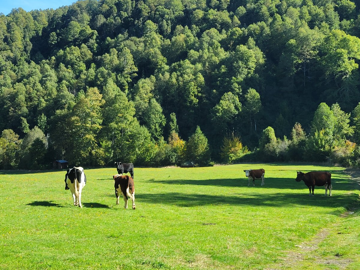 Pradera rodeada de bosque nativo en Entre Pampa y Bosque