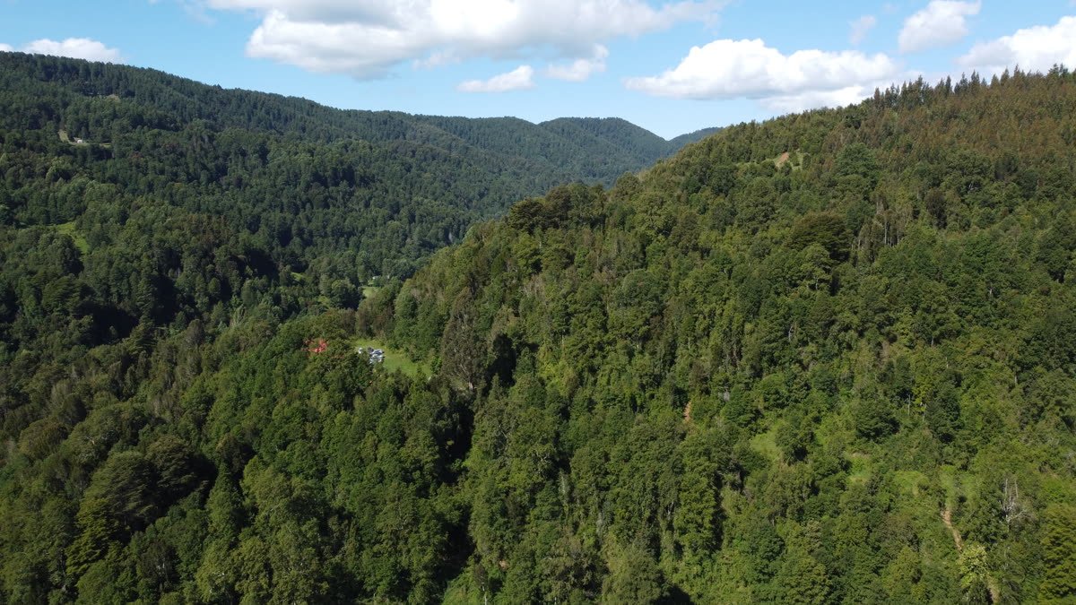 Vista aérea del valle cubierto de bosque